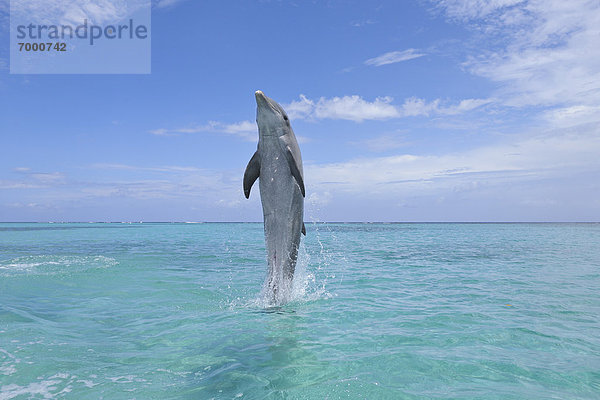 Delphin  Delphinus delphis  rückwärts  schwimmen  Großer Tümmler  Große  Tursiops truncatus  Bay islands  Karibisches Meer  Dalbe  Honduras  Roatan