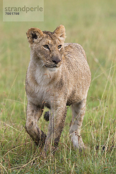 Masai Mara National Reserve  Kenia