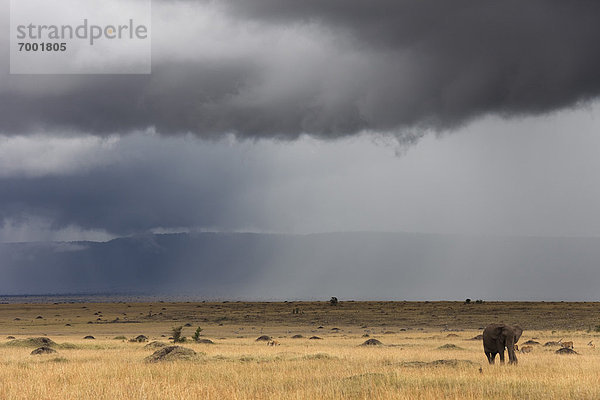 Himmel  Sturm  Strauch  Elefant  Masai Mara National Reserve  Kenia