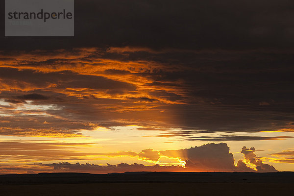 Sonnenuntergang  Masai Mara National Reserve  Kenia