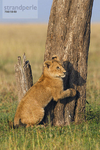 Masai Mara National Reserve  Kenia