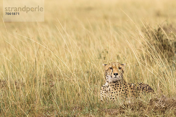 Gepard  Acinonyx jubatus  Masai Mara National Reserve  Kenia