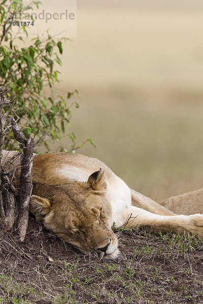 Masai Mara National Reserve  Kenia