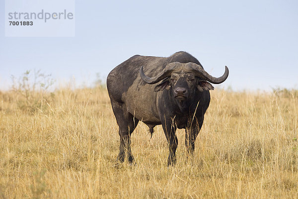 Kaffernbüffel  Syncerus caffer  Masai Mara National Reserve  Kenia