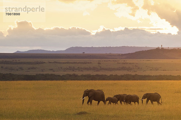 Masai Mara National Reserve  Kenia