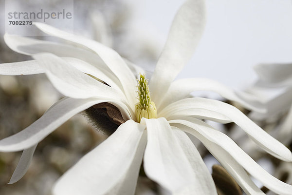 Hamburg - Deutschland  Deutschland  Magnolie