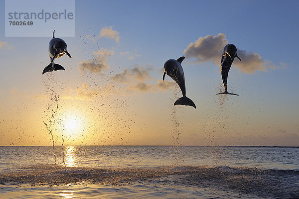 Sonnenuntergang  Meer  springen  Delphin  Delphinus delphis  Großer Tümmler  Große  Tursiops truncatus  Bay islands  Honduras  Roatan