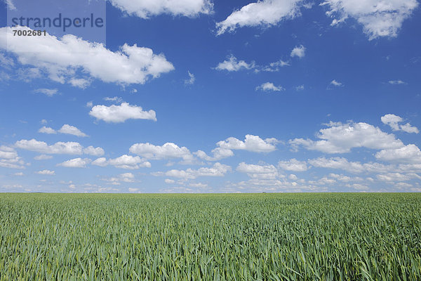Wolke  Himmel  grün  dramatisch  Feld  Weizen  Bayern  Franken  Deutschland