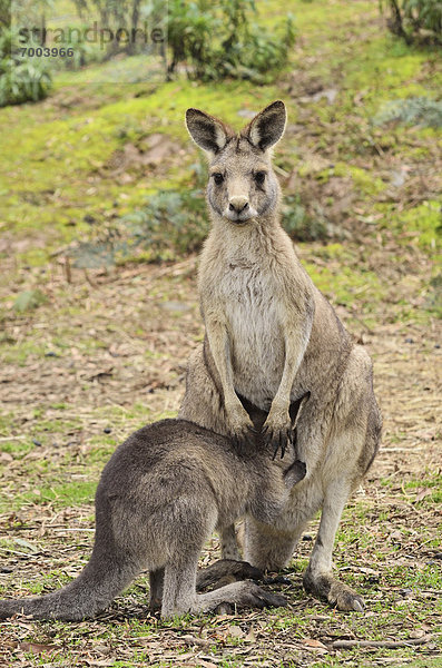 Australien  Tasmanien