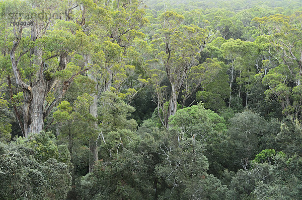 Australien  Tasmanien  Gemäßigter Regenwald
