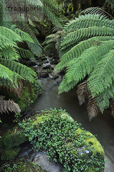 Victoria  Australien  Gemäßigter Regenwald