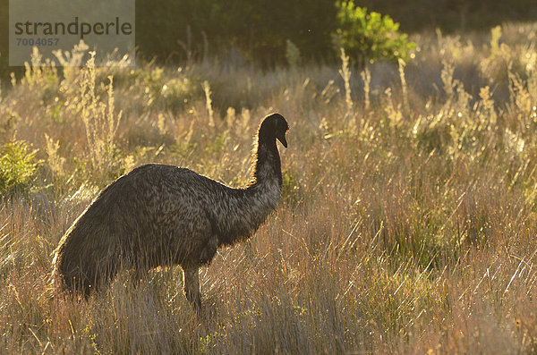 Emu  Dromaius novaehollandiae  Victoria  Australien