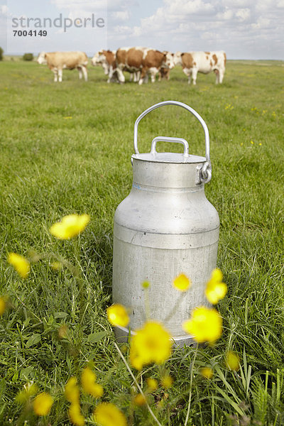 Hausrind  Hausrinder  Kuh  Dänemark  Feld  Milch  Syddanmark