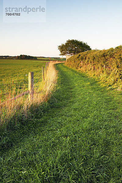 Spur  zwischen  inmitten  mitten  Feld  Gras  Cotswolds  England  Gloucestershire