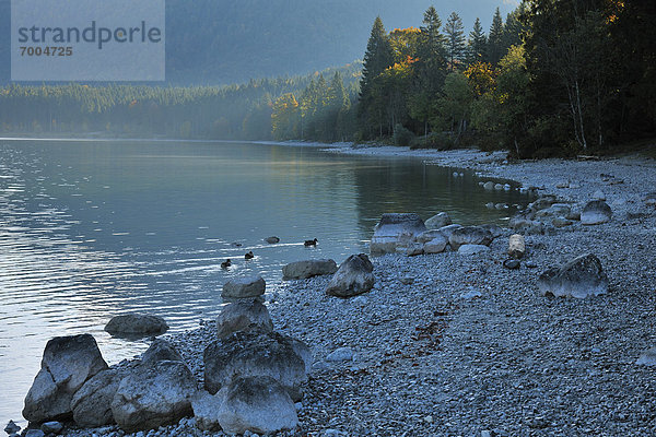 Wasserrand  Felsen  See  Herbst  Walchensee  Bayern  Deutschland