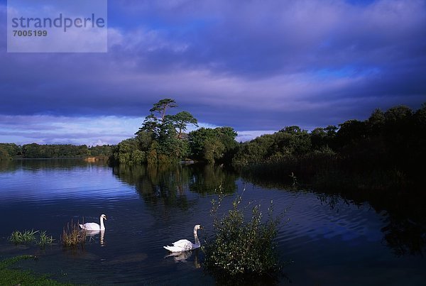 Lough Leane  Irland  Killarney