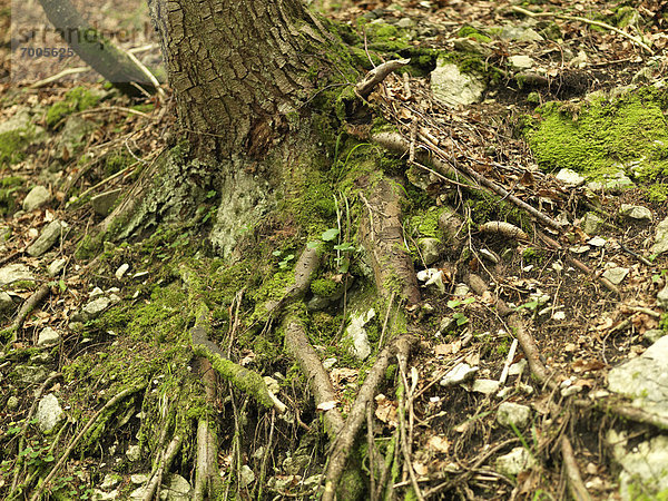 Boden  Fußboden  Fußböden  Baum  Wald  Wurzel