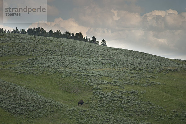 Vereinigte Staaten von Amerika  USA  Yellowstone Nationalpark  Wyoming