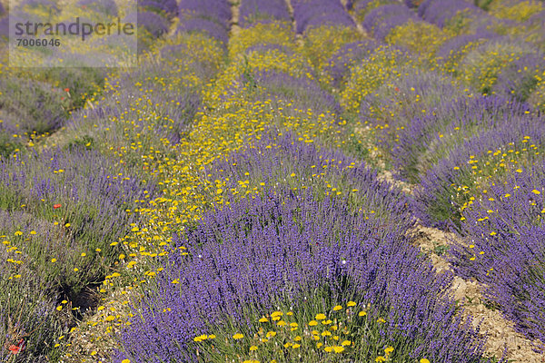Frankreich  Blume  gelb  Feld  Provence - Alpes-Cote d Azur  Alpes-de-Haute-Provence  Lavendel  Vaucluse