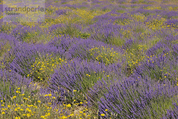 Frankreich  Blume  gelb  Feld  Provence - Alpes-Cote d Azur  Alpes-de-Haute-Provence  englisch  Lavendel  Vaucluse