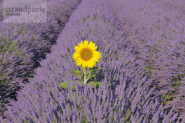 hoch  oben  nahe  Sonnenblume  helianthus annuus  Frankreich  Feld  Provence - Alpes-Cote d Azur  Alpes-de-Haute-Provence  Lavendel