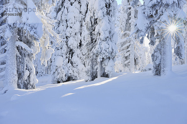 bedecken  Baum  Fichte  Finnland  Schnee  Sonne