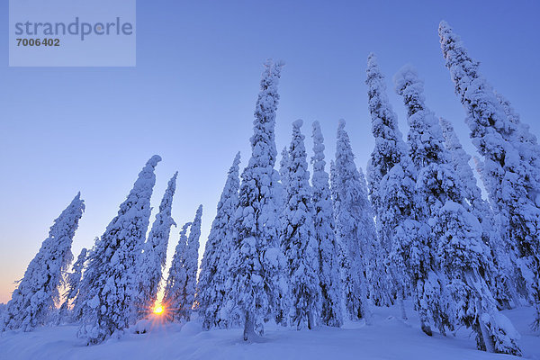 bedecken  Baum  Sonnenaufgang  Fichte  Finnland  Schnee