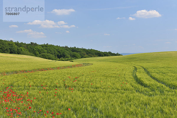 Getreide  Feld  rot  Mohn  Deutschland  Sachsen-Anhalt