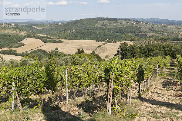 Weinberg  Toskana  Italien