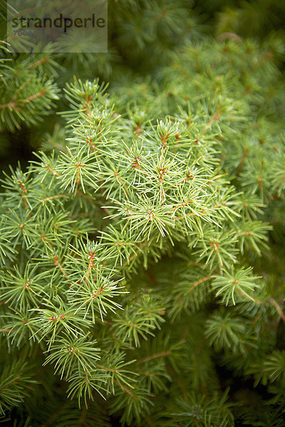 Baum Close-up Fichte Kanada Ontario Toronto