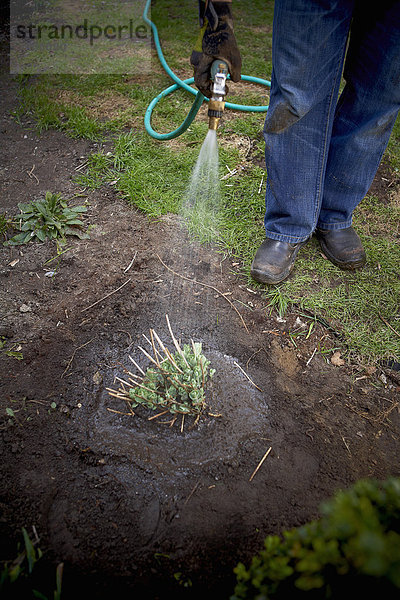 Gardener Watering freshly Transplanted Sedum  Toronto  Ontario  Canada
