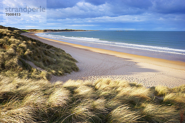 bedecken  Strand  Sand  Gras  Düne  Bucht  England  Northumberland