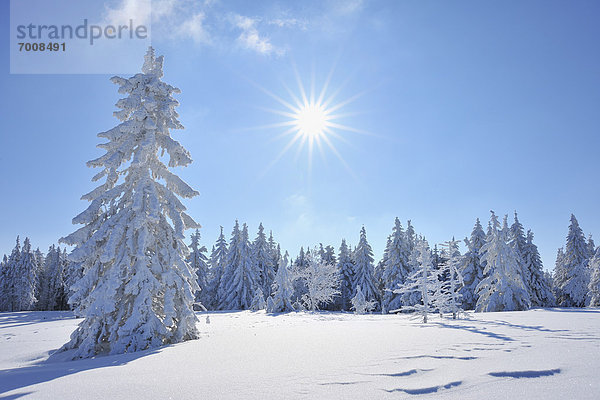 Nadelbaum  bedecken  Baum  Deutschland  Schnee  Sonne  Thüringen