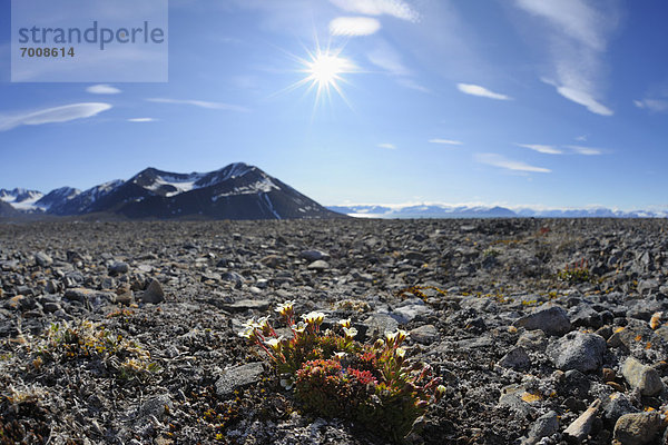 Norwegen  Spitzbergen  Svalbard