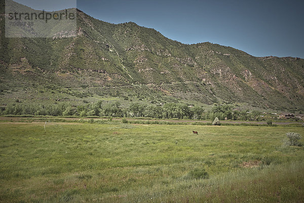 Vereinigte Staaten von Amerika  USA  Landschaftlich schön  landschaftlich reizvoll  Berg  Feld  Ansicht  Colorado