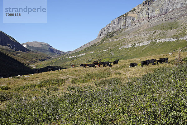 Herde  Herdentier  Rind  umgeben  Pincher Creek  Alberta  Alberta  Kanada