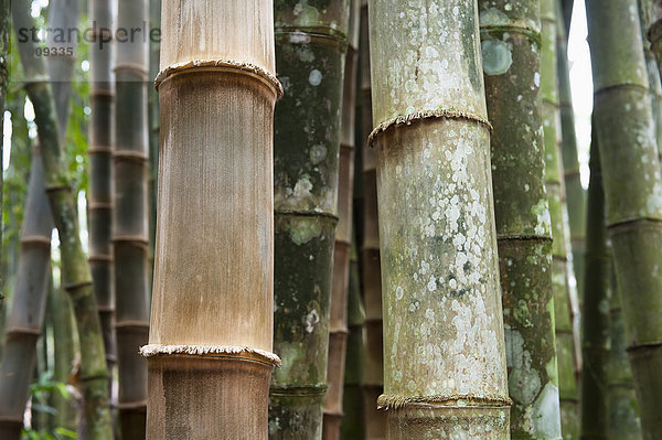 Baum Close-up Bambus Brasilien Rio de Janeiro