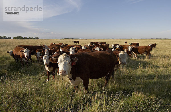 Herde  Herdentier  Feld  Rind  Alberta  Rindfleisch  Rind  Kanada
