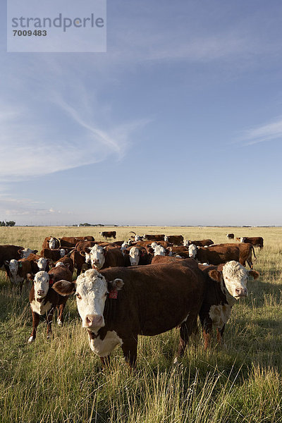 Herde  Herdentier  Feld  Rind  Alberta  Rindfleisch  Rind  Kanada