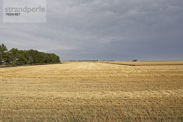 Himmel  ernten  Feld  Weizen  Alberta  Kanada  Bewölkung  bewölkt  bedeckt