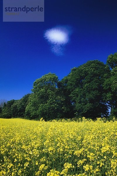 Landwirtschaft  Irland