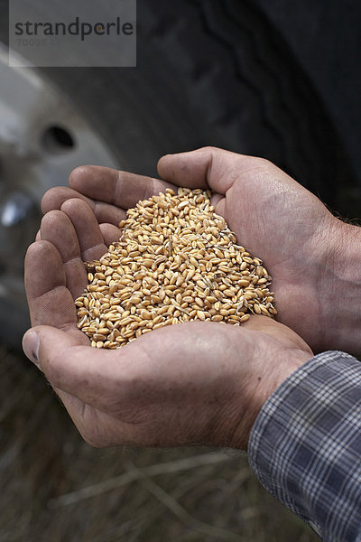 Getreide  Europäer  halten  ernten  Weizen  Landwirtin  Pincher Creek  Alberta  Alberta  Kanada