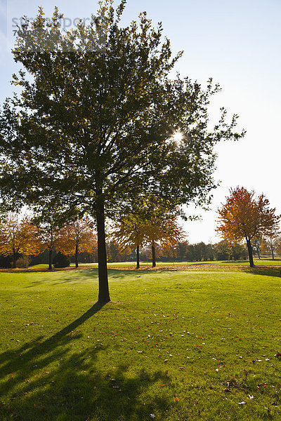 Baum  Herbst  Golfsport  Golf  Kurs  Deutschland  Nordrhein-Westfalen