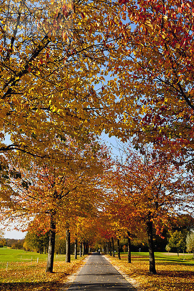 Baum  Herbst  Golfsport  Golf  Kurs  Deutschland  Nordrhein-Westfalen