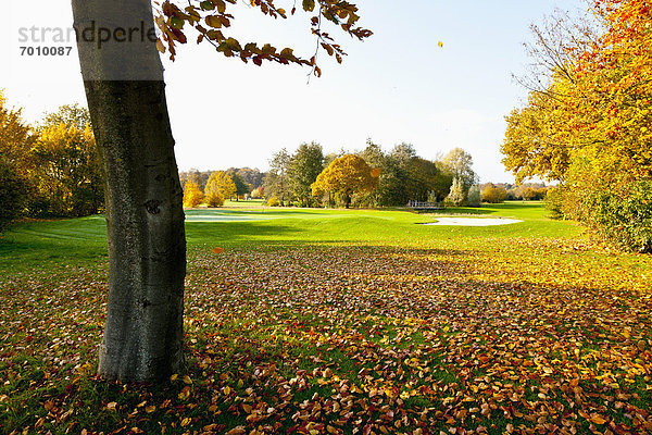 Baum  Herbst  Golfsport  Golf  Kurs  Deutschland  Nordrhein-Westfalen