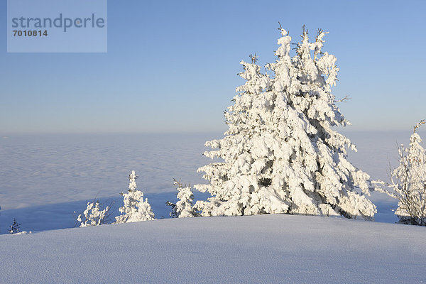 bedecken Baum Tal Nebel Schnee Schweiz