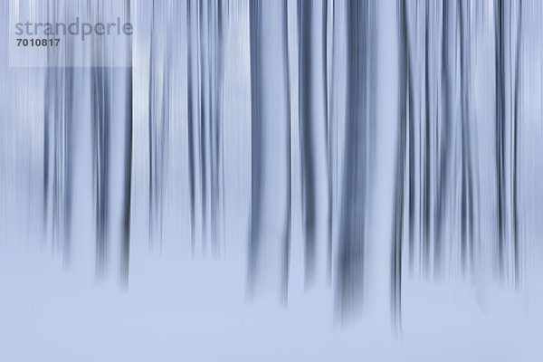 bedecken  Baum  Wald  Baumstamm  Stamm  Deutschland  Hessen  Schnee