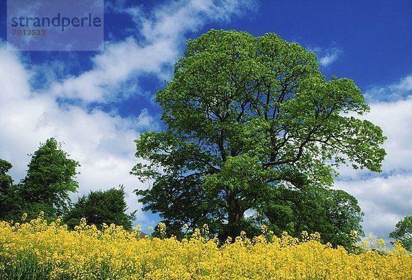 County Tipperary  Irland