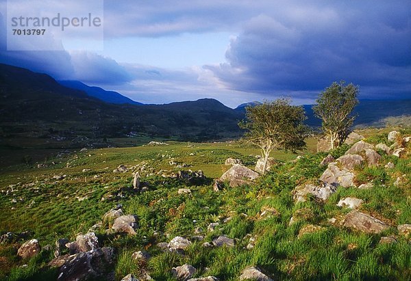 Kerry County  Killarney Nationalpark  Irland