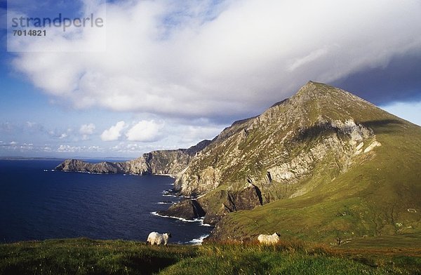 Steilküste  Schaf  Ovis aries  unterhalb  Achill Island  Irland